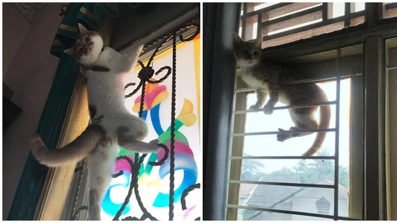 6 Potret Kucing Lihai Panjat Jendela Ini Bikin Geleng Kepala, Ada Saja Tingkahnya