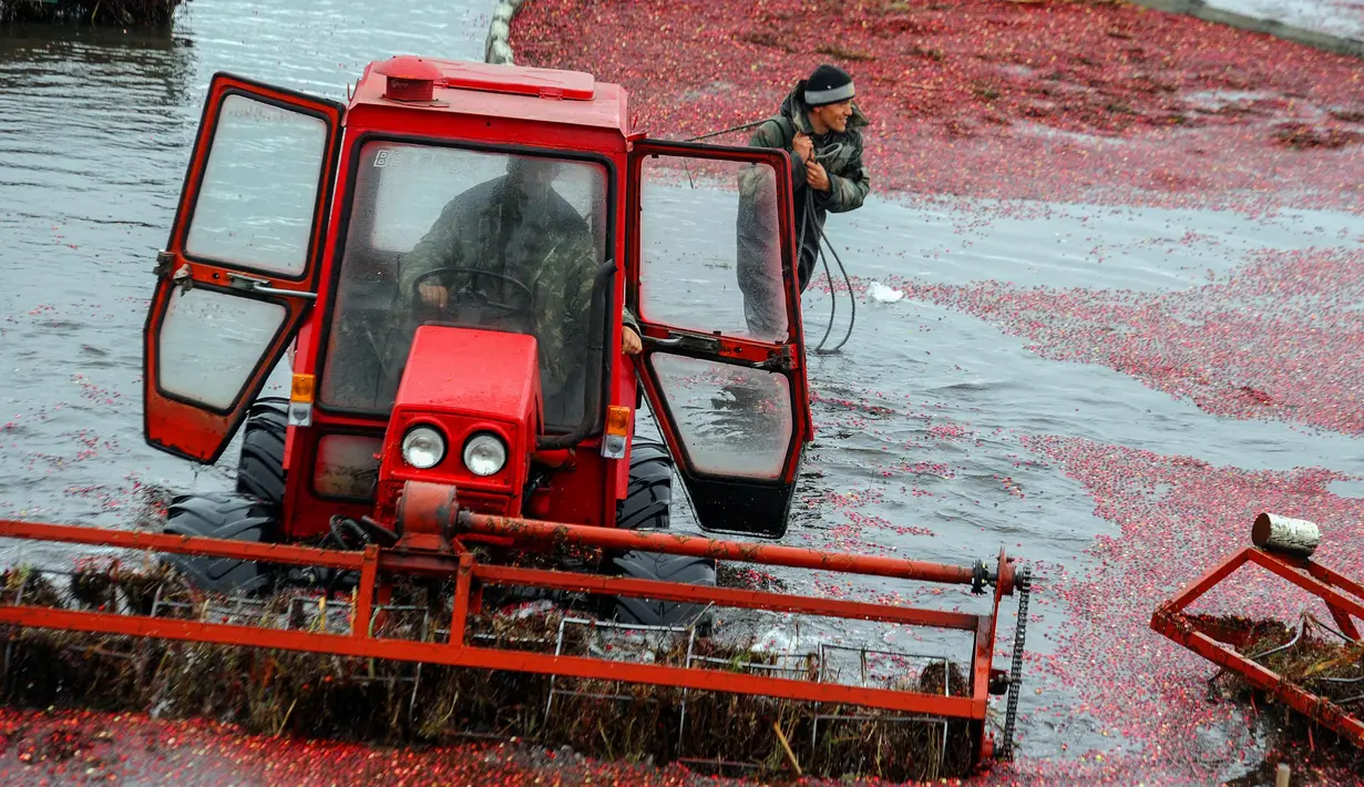 Petani Belarusia menggunakan alat berat saat memanen cranberry di sebuah peternakan di desa Selishche, sekitar 290 km selatan Minsk. (AFP Photo/Sergei Gapon)