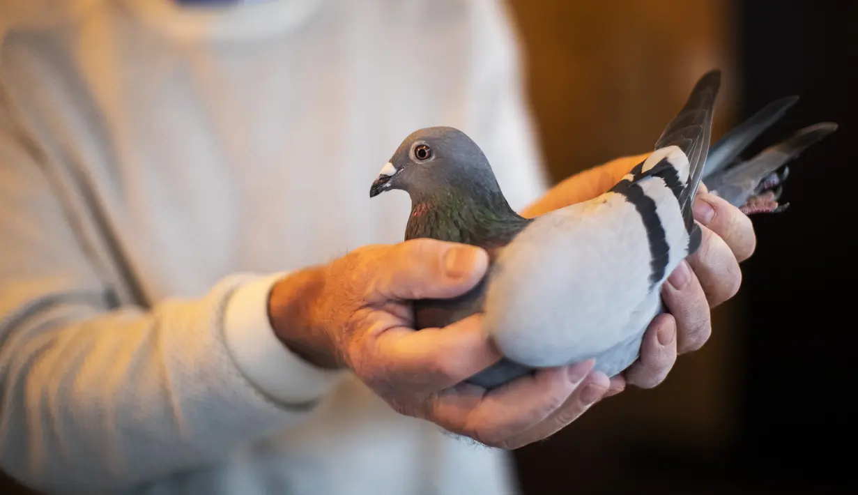 Carlo Gyselbrecht, salah satu pemilik Pipa, balai lelang Belgia untuk merpati balap, menunjukkan seekor merpati bernama New Kim setelah lelang di Knesselare, 15 November 2020. Burung merpati itu laku dilelang dengan nilai jual 1,6 juta euro atau sekitar Rp 26,7 miliar. (AP Photo/Francisco Seco)