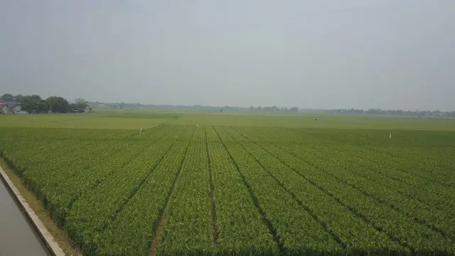 Lahan Pertanian
