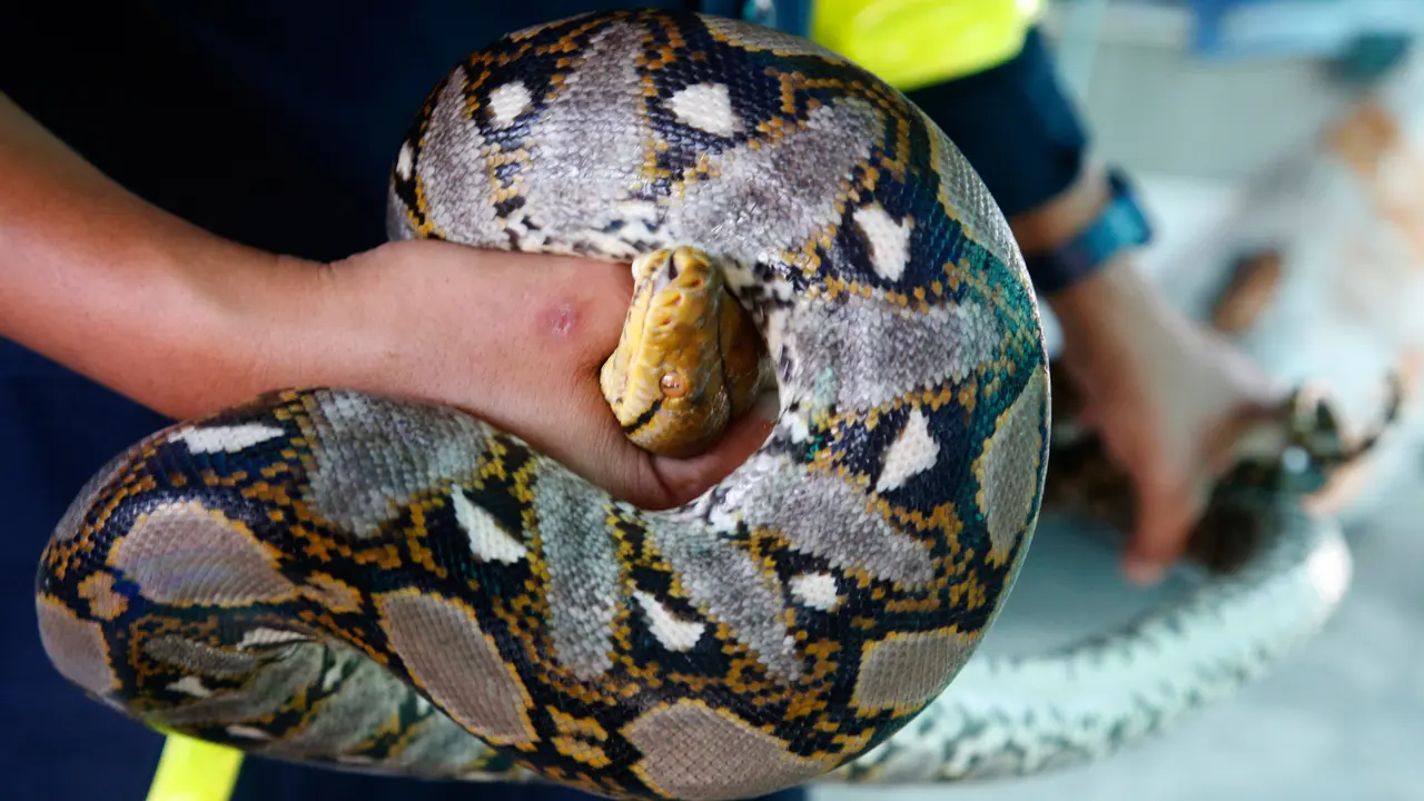 Gangguan Ular Ke Rumah Warga Meningkat