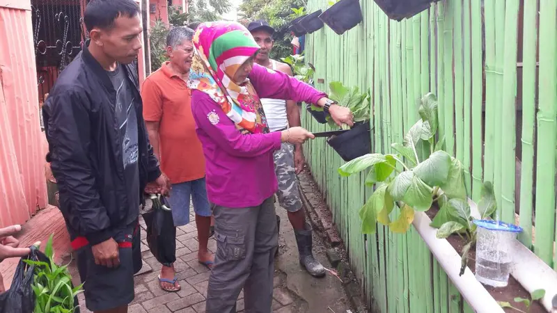 Membuka Pagi dengan Panen Sayuran Hijau di Pagar Rumah