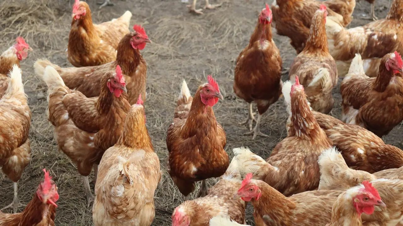 Ternak Ayam