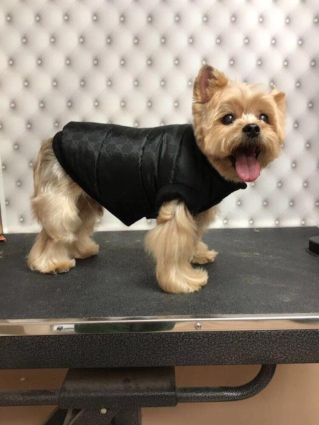 6 Gaya Glamor Anjing Seleb Hollywood