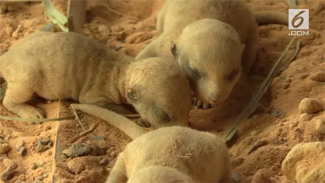 Tiga bayi Meerkat baru lahir di AS. Hewan lucu asal Afrika ini menarik perhatian pengunjung kebun binatang disana.