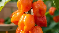9 Trik Masak Cabe Gendot Agar Tidak Terlalu Pedas, Nikmati Sensasi Gurih Tanpa Khawatir