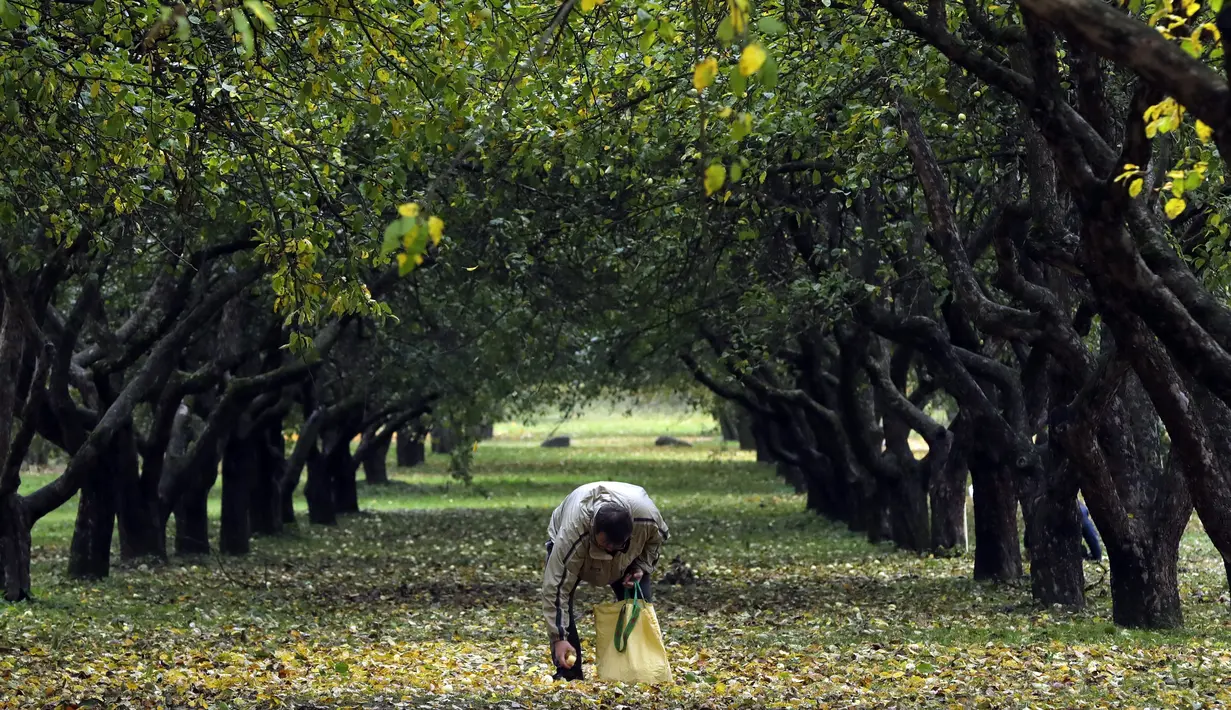 Seorang pria mengambil buah apel yang dipetiknya di kebun apel di taman kota di Minsk, Belarusia (11/10/2019). Beberapa orang datang ke taman setiap hari untuk mengumpulkan apel secara gratis, dan ini sangat populer dengan orang-orang pensiunan. (AP Photo/Grits Sergei)