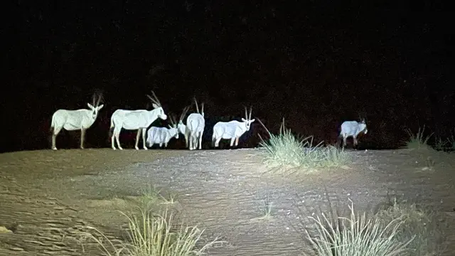Oryx di gurun pasir Dubai saat malam hari