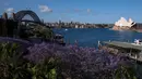 Bunga jacaranda yang bermekaran terlihat di dekat Gedung Opera Sydney, Australia (22/10/2020). Jacaranda adalah genus dari 49 spesies tanaman berbunga dalam keluarga Bignoniaceae, asli daerah tropis dan subtropis dari Amerika Tengah, Amerika Selatan, Kuba, Hispaniola dan Bahama.  (Xinhua/Bai Xuefei)