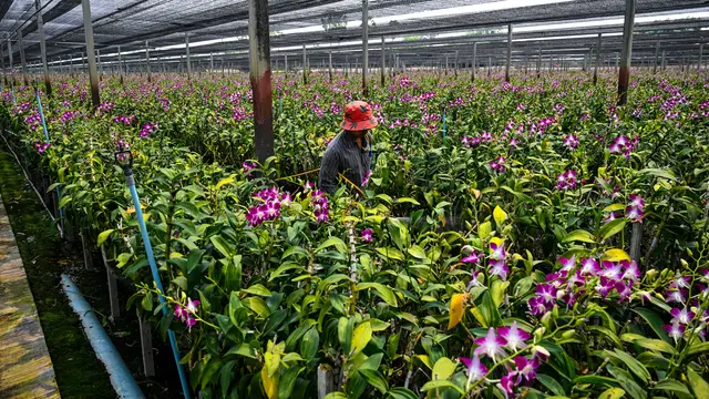 Pandemi dan perang Ukraina merugikan industri anggrek Thailand. (Lillian SUWANRUMPHA / AFP)