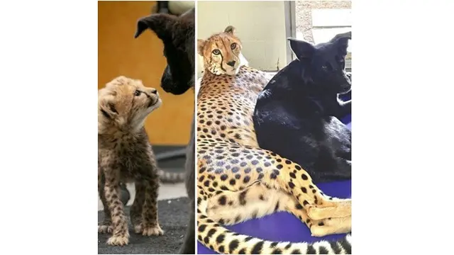 6 Potret Akur Hewan Peliharaan Beda Jenis, Damai Penuh Kasih Sayang