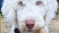 Rafa, anjing Tuli yang bisa bahasa isyarat. foto: YouTube SWNS