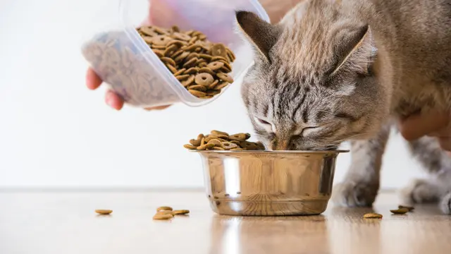 Kucing Makan