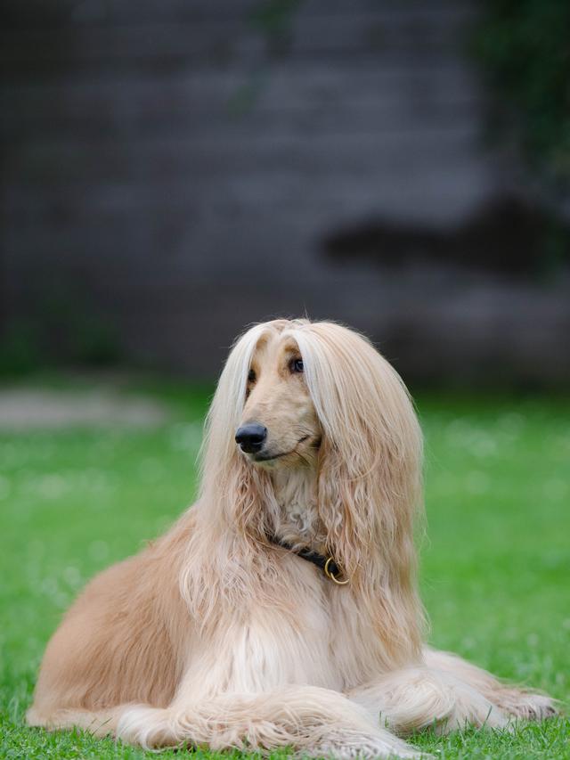 Afghan Hound