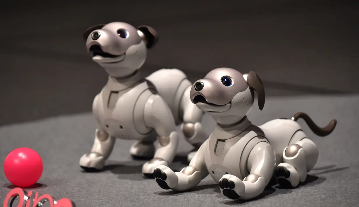 Robot anjing keluaran Sony yang bernama Aibo ditampilkan saat konfrensi pers di Tokyo, Jepang (1/11). Setelah lama berhenti, Sony memutuskan untuk kembali memproduksi robot hewan peliharaan ikoniknya dengan model yang lebih baru. (AFP Photo/Kazuhiro Nogi)