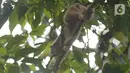 Satwa Kukang Jawa (Nycticebus javaicus) saat dilepasliarkan di kawasan Taman Nasional Halimun Salak, Jawa Barat, Sabtu (6/11/2021). Sebanyak 10 ekor Kukang Jawa dikembalikan ke habitat asalnya dalam rangka peringatan Hari Cinta Puspa dan Satwa Nasional. (merdeka.com/Imam Buhori)