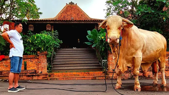 FOTO: Memiliki Berat 1,3 Ton, Begini Penampakan Sapi Kurban Jumbo Milik Irfan Hakim