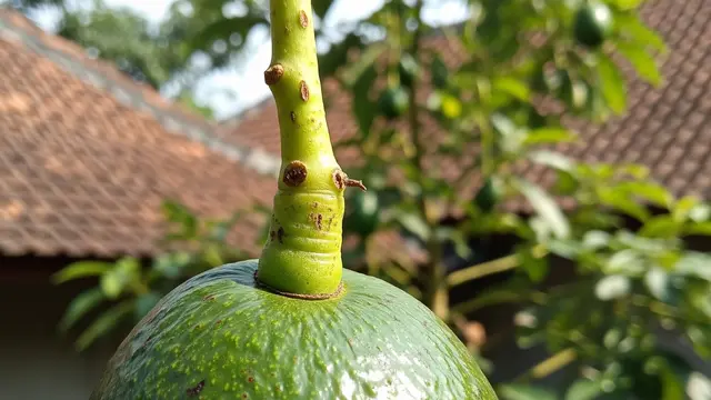 Arti Warna Tangkai pada Alpukat, Penanda Buah Siap Dimakan atau Belum