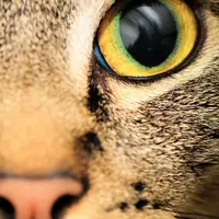 Ternyata pandangan hewan dan manusia berbeda, lho!