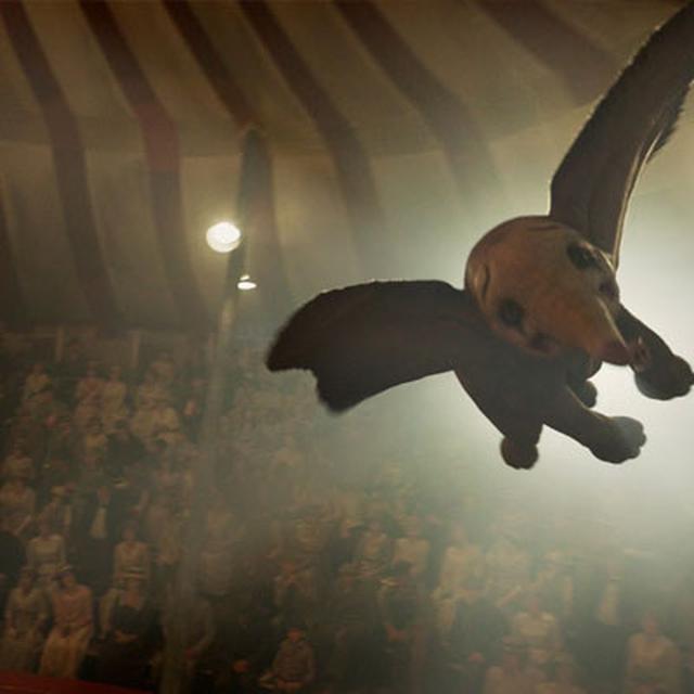 Apakah Gajah Bisa Terbang Seperti Di Film Dumbo Ini Jawaban Ilmiahnya Global Liputan6 Com