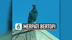 BURUNG MERPATI