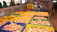 Ekspor perdana ubi jalar asal Cilembu, kabupaten Sumedang ini cukup membanggakan, di tengah perlambatan ekonomi masyarakat saat ini akibat pandemi Covid-19. (Liputan6.com/Jayadi Supriadin)