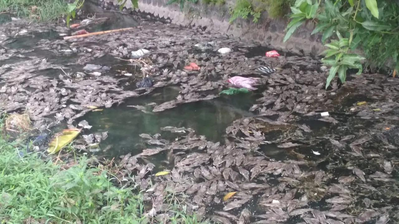 Ikan Sapu-Sapu Mati