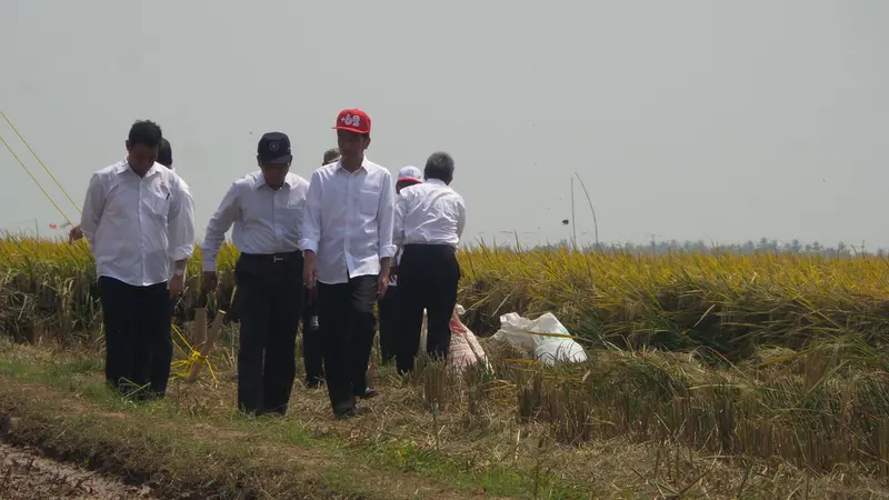 Bertopi Snapcap Ala Anak Distro, Jokowi Panen Padi Karawang