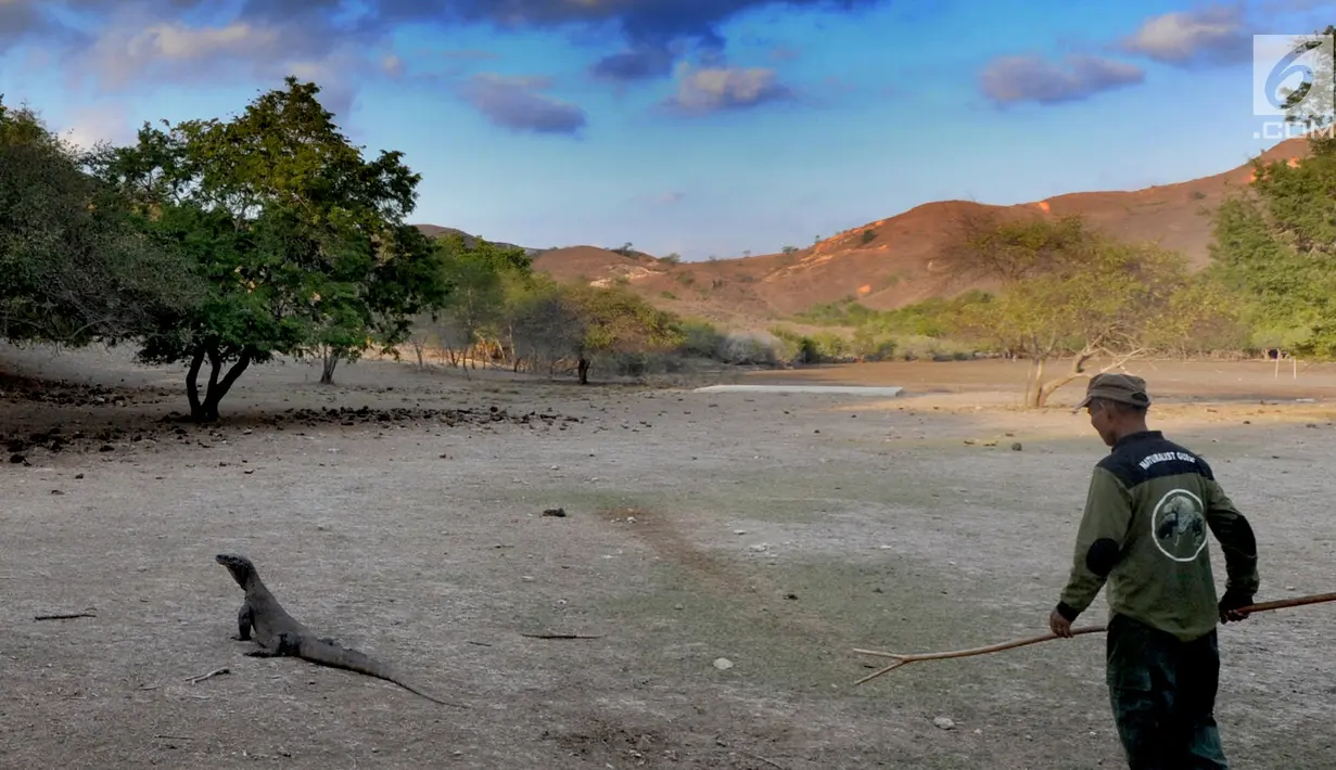 <p>Guide taman nasional berinteraksi dengan seekor komodo di Pulau Rinca, Taman Nasional Komodo, NTT, Minggu (14/10). Pulau Rinca dihuni lebih dari 1.500 ekor komodo. (Merdeka.com/Arie Basuki)</p>