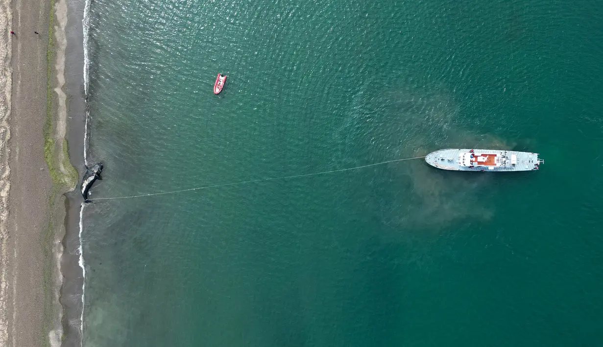 Seekor paus mati ditarik dari pantai dekat Puerto Madryn, Argentina, Selasa (4/10/2022). Pihak berwenang mulai melakukan otopsi pada paus yang ditemukan dan hasilnya tidak menunjukkan tanda-tanda cedera, trauma, atau kelaparan. (AP Photo/Maxi Jonas)