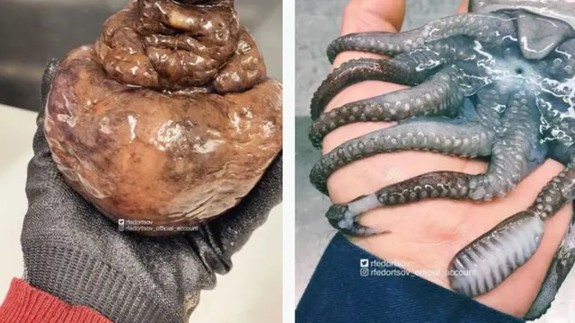 Nelayan Ini Bagikan Potret Makhluk Mengerikan Laut Dalam, Ada Kepiting Bergigi Manusia