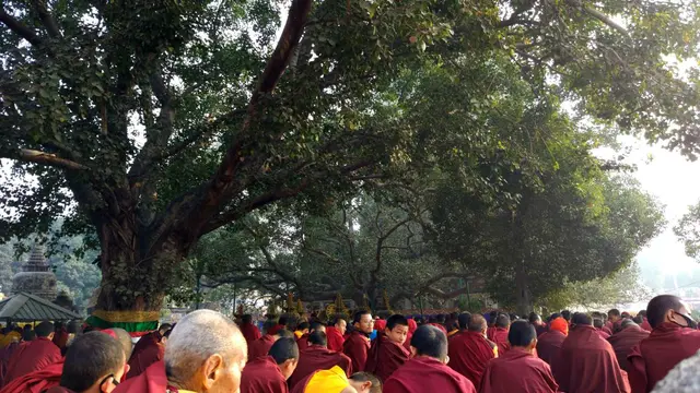 Bodhi Tree (terletak di tengah) yang berada di kompleks Mahabodhi Temple