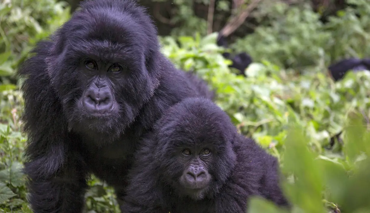 Gorila terlihat di Mgahinga Gorilla National Park, Uganda, Jumat (20/11/2015). Taman nasional terkecil di Uganda ini menyimpan sekitar 400 ekor Gorila. (REUTERS/Edward Echwalu)