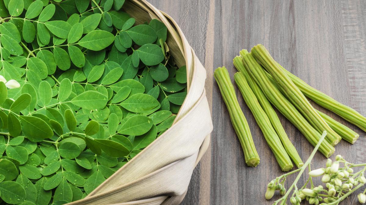 Resep Daun Kelor untuk Penderita Kolesterol Tinggi, Cara Alami Jaga Kesehatan Tubuh