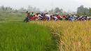 Para pebalap melewati persawahan di Padang Panjang dalam Etape 9 Tour de Singkarak 2015 dari Padang Panjang menuju Padang, Sumatra Barat, Minggu (11/10/2015). (Bola.com/Arief Bagus)