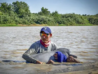 Gambar selebaran yang dirilis oleh Angkatan Laut Kolombia menunjukkan petugas menyelamatkan dua lumba-lumba merah muda (pink), spesies yang terancam punah, yang terperangkap di perairan dangkal di Juriepe, Departemen Vichada, Senin (20/2/2023). Para ahli mengevakuasi lumba-lumba itu keluar dari sungai dan dengan cepat memeriksa kondisi mereka dan melepaskannya ke perairan yang lebih dalam. (COLOMBIA'S NAVY / AFP)