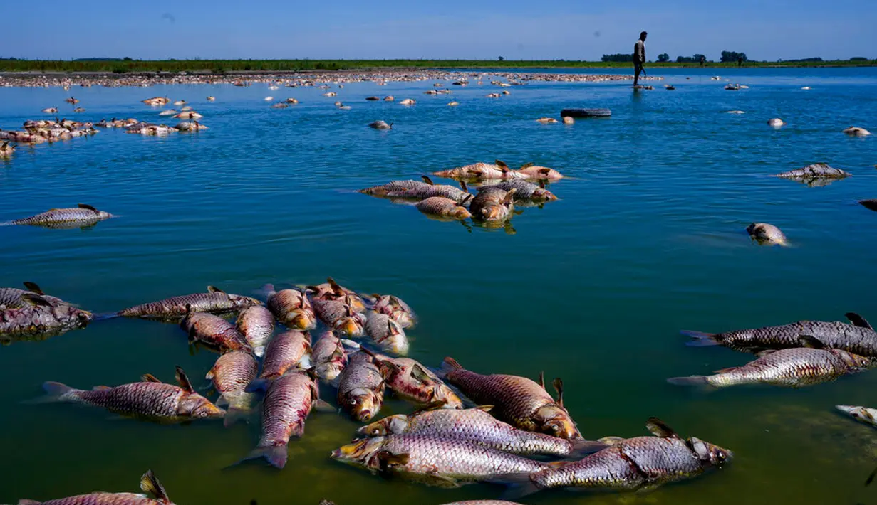 Seorang pria mencari ikan yang masih hidup saat ikan mati menumpuk di tepi Sungai Salado, Provinsi Buenos Aires, Argentina, 22 Januari 2023. (AP Photo/Natacha Pisarenko)