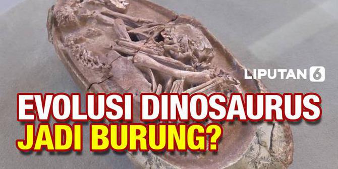 VIDEO: Burung Adalah Hasil Evolusi dari Dinosaurus, Kamu Percaya?