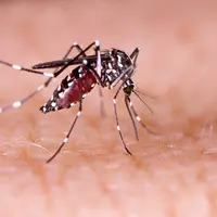 3 Fase Demam Berdarah yang Perlu Anda Tahu (Philip Sansonovski/Shutterstock)