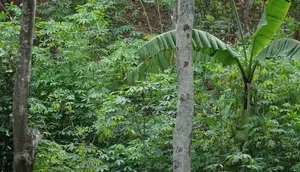 Warga Kampung Adat Cireundeu menanam tanaman singkong di hutan baladahan. (Liputan6.com/Huyogo Simbolon)
