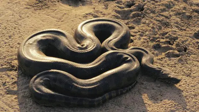Anaconda 4