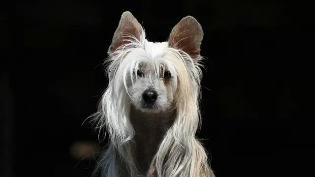 Chinese Crested