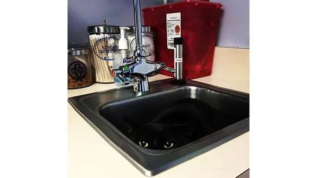 Kucing sembunyi (Sumber: Boredpanda)