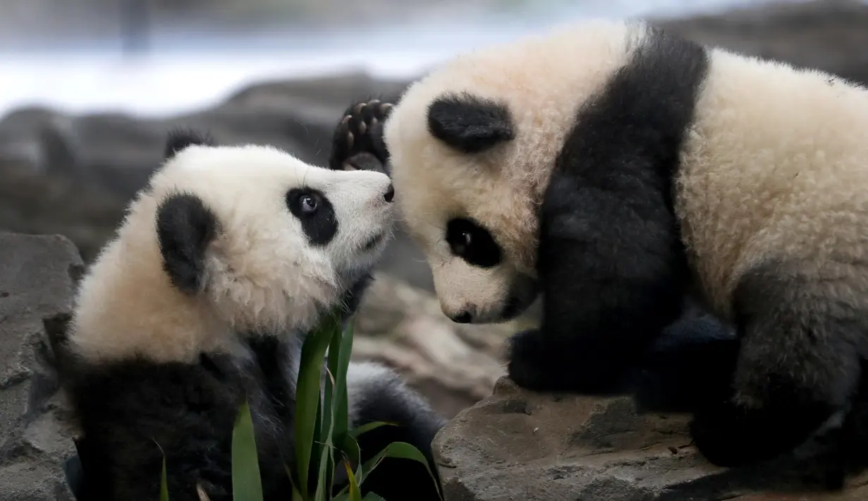 Panda kembar Meng Yuan dan Meng Xiang bermain dalam kandang mereka di Berlin Zoo, Berlin, Jerman, Rabu (29/1/2020). Meng Yuan dan Meng Xiang lahir pada bulan Agustus dari ibu Meng Meng, seekor panda dewasa yang dipinjamkan ke Berlin sejak 2017 dari kebun binatang di China. (AP Photo/Michael Sohn)