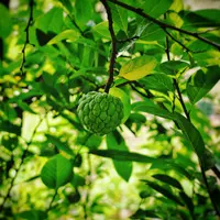 Sahabat Fimela bisa mengomsumsi buah srikaya sebagai kunci meraih kesehatan yang optimal. (Foto:Unsplash/Sandip Kalal)