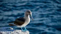 Ilustrasi Blue-Footed Booby (Sumber: Andy Brunner/Unsplash.com)