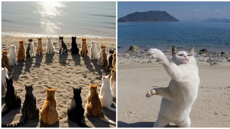 6 Potret Kucing Saat Berada di Pantai, Healing-Healing Lucu