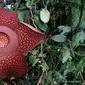 Bunga Rafflesia Tuan Mudae yang mekar di Cagar Alam Maninjau, Kabupaten Agam, Sumatera Barat. Bunga mekar sempurna pada Rabu (20/1/2021). (Liputan6.com/ Dok BKSDA Agam)