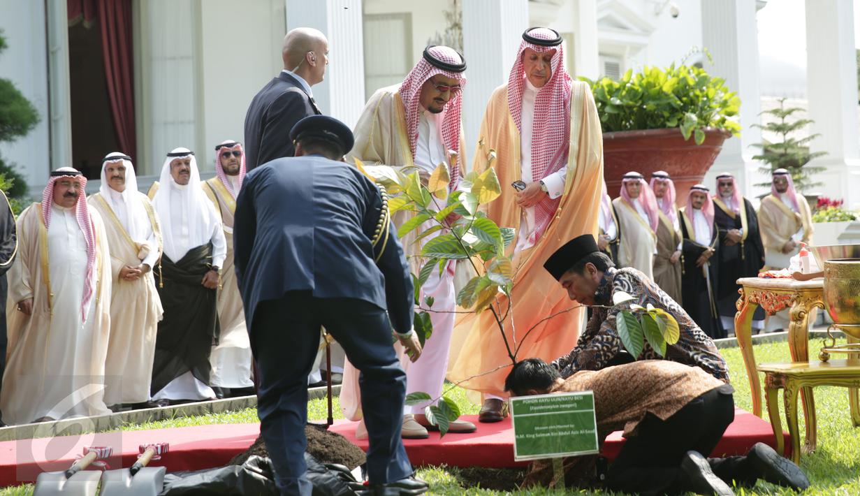 Suasana prosesi penanaman pohon yang dilakukan oleh Raja Salman di halaman tengah halaman tengah Istana Merdeka, Jakarta, Kamis (2/3). (Liputan6.com/Angga Yuniar)
