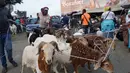 Kawanan domba yang akan dijual untuk perayaan Idul Adha di sebuah pasar kawasan Abidjan, Pantai Gading, Jumat (17/8). Umat Islam di seluruh dunia akan merayakan Hari Raya Idul Adha yang identik dengan tradisi berkurban. (AFP/ISSOUF SANOGO)